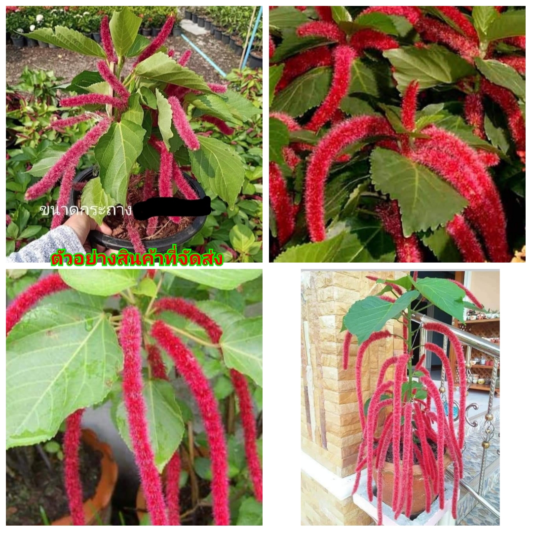 (ขาย ต้นพันธุ์) ดอก ต้น ต้นหางกระรอก สี แดง หางกระรอก fadel
