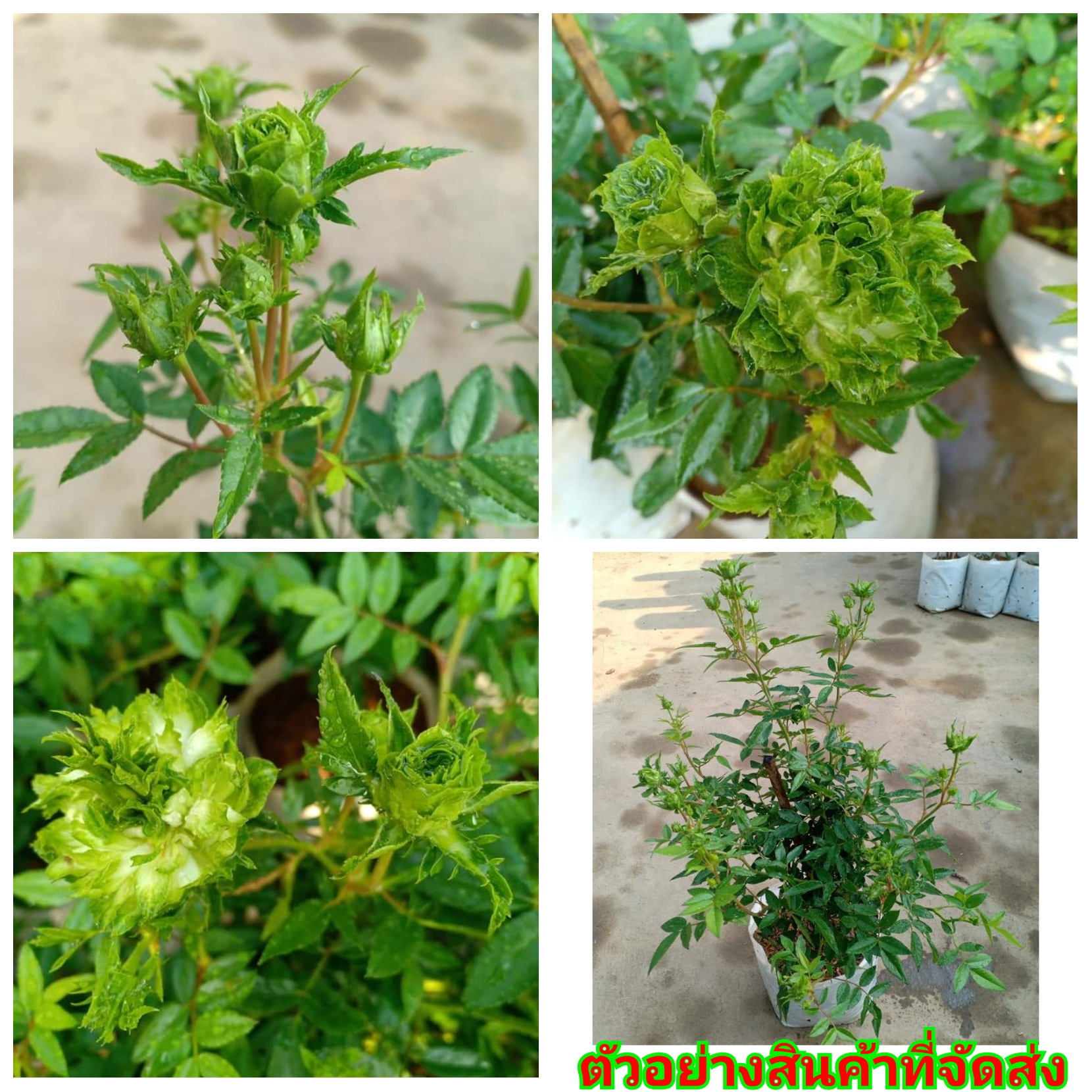 (ขาย ต้นพันธุ์) ต้น ดอก กุหลาบ สีเขียว rose green ภูษณิศา