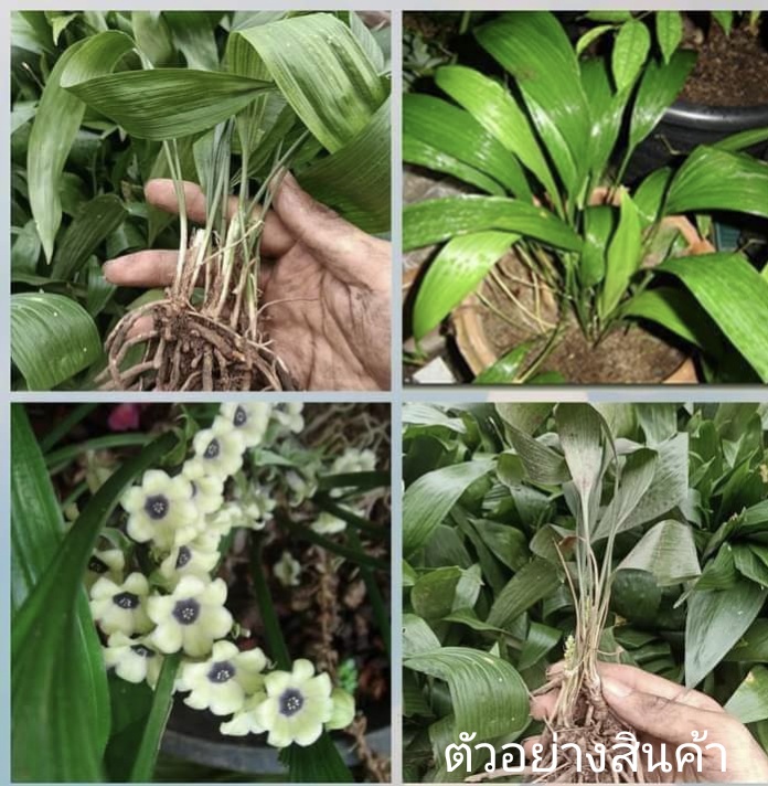 (5ต้น)(ขาย ต้นพันธุ์) ดอก ต้น ว่านธรณีเย็นคุณเห็นประจักษ์ ว่าน ธรณีเย็น คุณเห็นประจักษ์ ว่านธรณีเย็น ว่านมงคล
