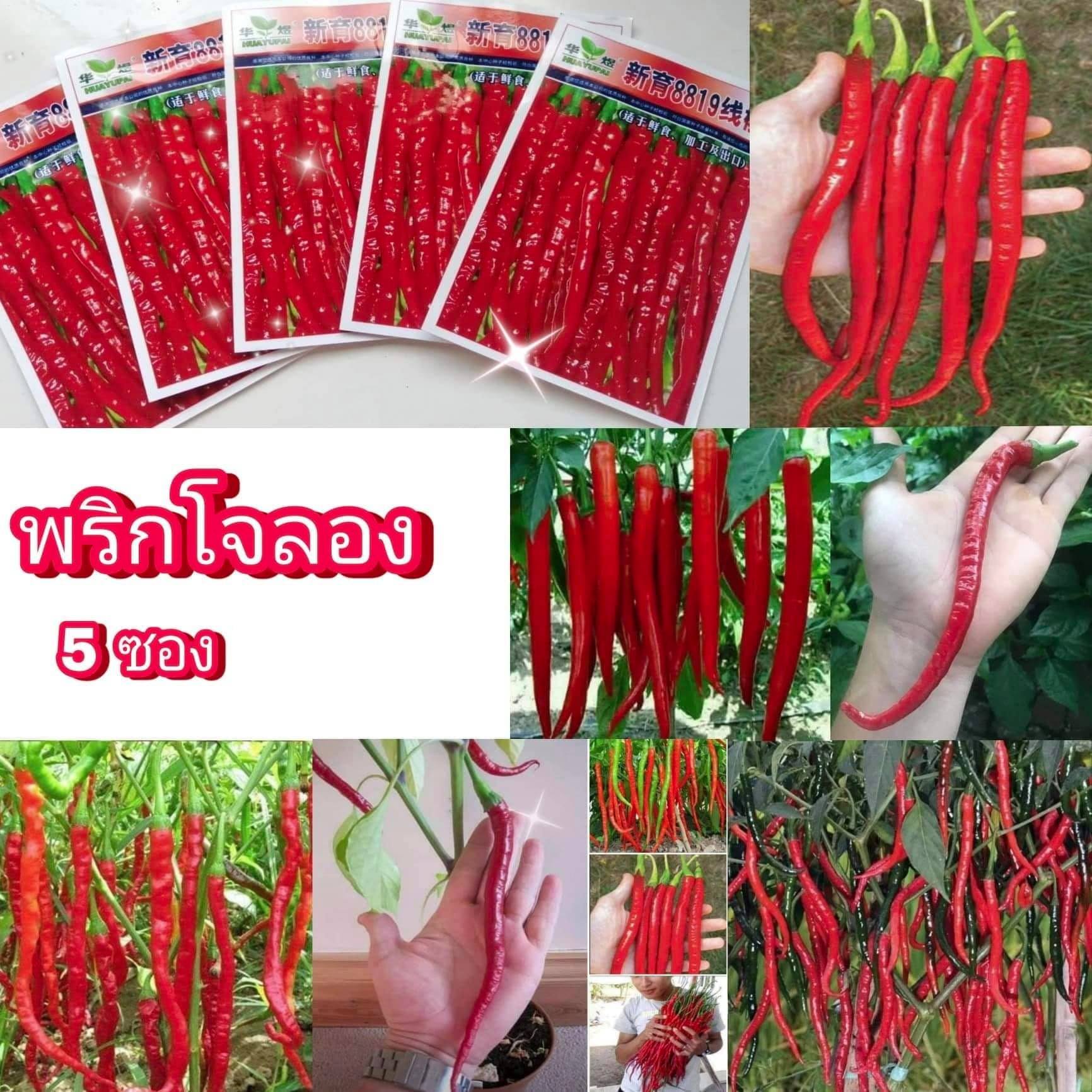 ขาย เมล็ด ถั่วแปป พริกยาวโจลอง ถั่วลันเตา ถั่วพุ่ม เขียว ฟักทองน้ำเต้า กะหล่ำปม สี เขียว ม่วง ฟักทองสปาเกตตี้้ พริก Mew