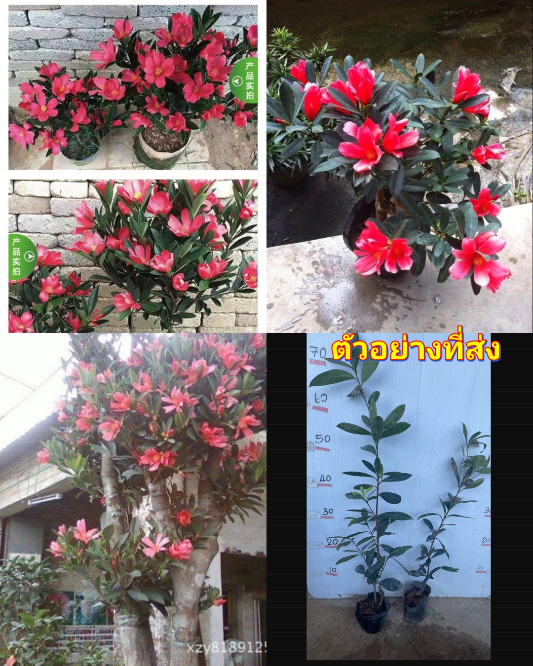 (1ต้น) สูง 50-70cm ต้น บากิ กิมกวงฮง ชาโรโดเดนดรอนสี่ฤดู ต้นบากิ ต้นกิมกวงฮง / ศรัณย์รักษ์