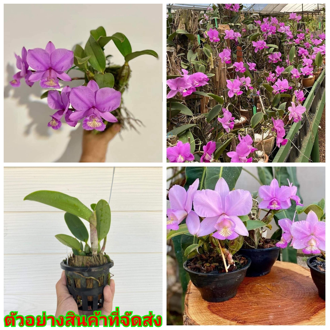 (ขาย ต้นพันธุ์) ดอก ต้น แคทลียา ป่า โนบิลิโอ nobilior จากป่า บราซิล กล้วยไม้ เอื้อง orchidery