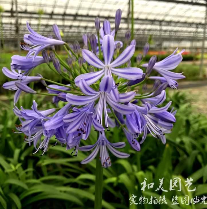 (1ต้น) ต้น อะกาแพนทัส ต้นอะกาแพนทัส Agapanthus Blue African lily Lily of nile / ศรัญลักษณ์