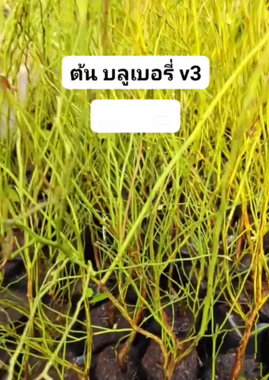 (1ต้น) ต้น ต้นบลูเบอรี่ ต้นบลูเบอร์รี่ บลูเบอรี่ พันธุ์ v3 วีสาม Blueberry บิวตี้หมายเลข 1 / saranrak
