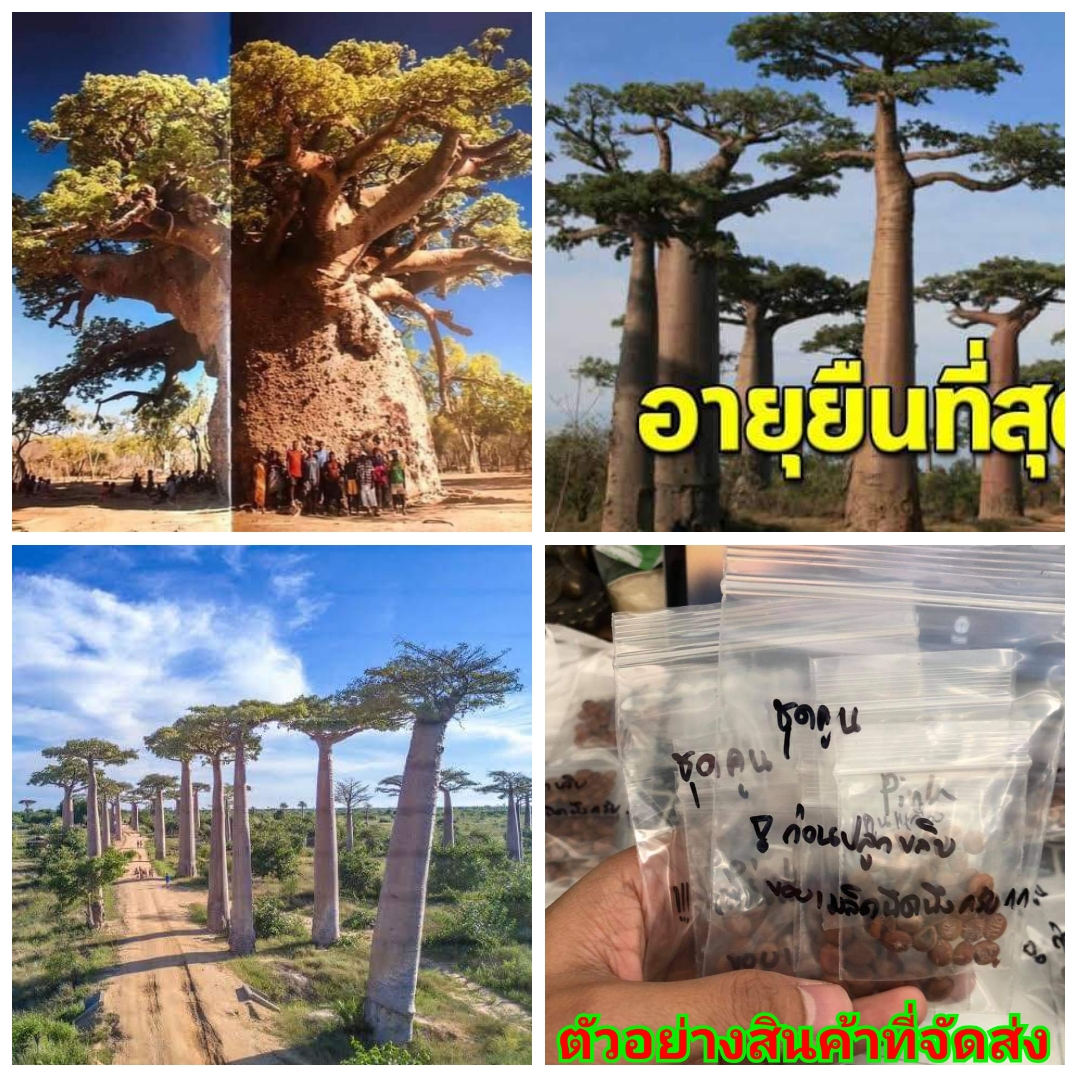 (ขาย เมล็ด ) ต้น เมล็ด เบาบับ เบาบับดิจิทาทา เบาบับ ดิจิทาทา บาวบาบ บาวแบบ ด่าง baobab BOMBACACEAE