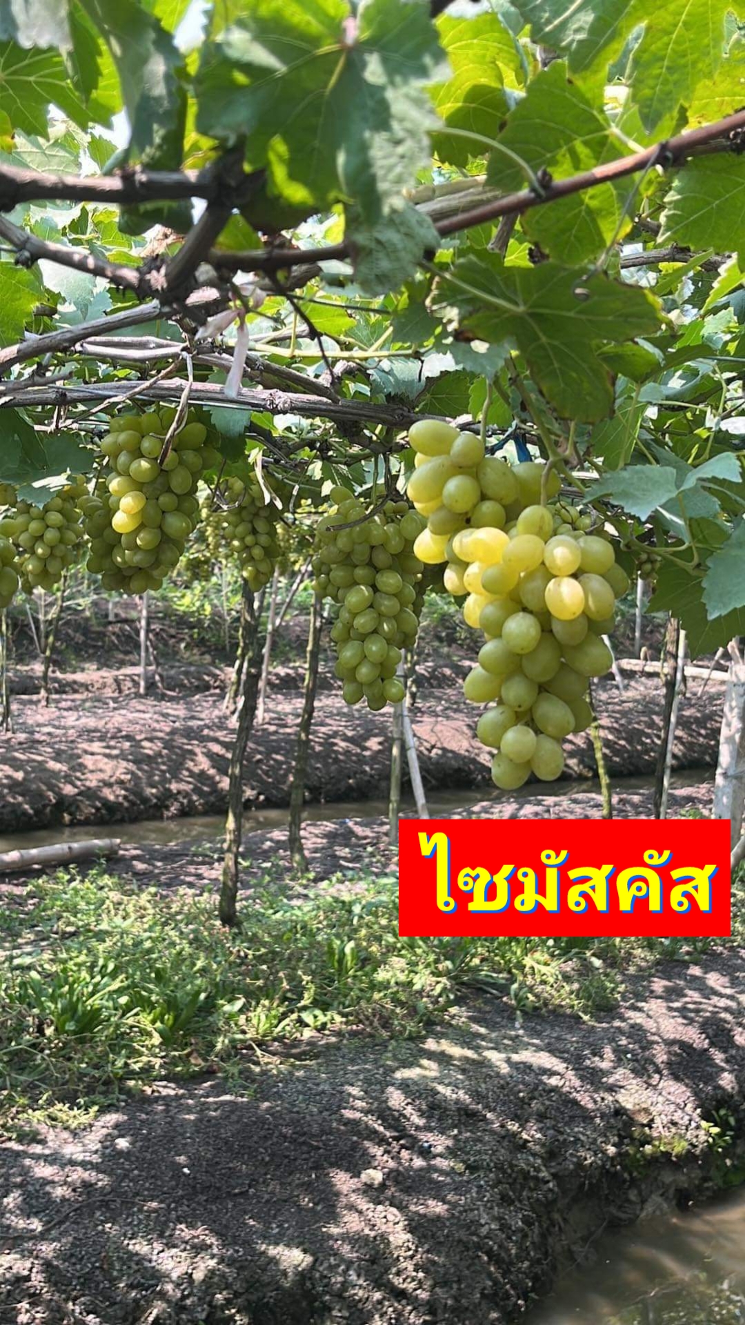 (1ต้น) ต้น องุ่น ต้นองุ่น แบบ กิ่งตอน และ แบบตอ Grapevine grape ไวท์มะละกา แบล็คโอปอร์ ไซมัสคัส ไวท์เฟรมซีดเรท รูดพอเรด บิวตี้ เฟลม คามีนัล คริมสัน ซีดเรท แรมโป้ rembo นิ้วแม่มด สการ์ล๊อตตาร์ ไวกิ้ง / Bunnapawong