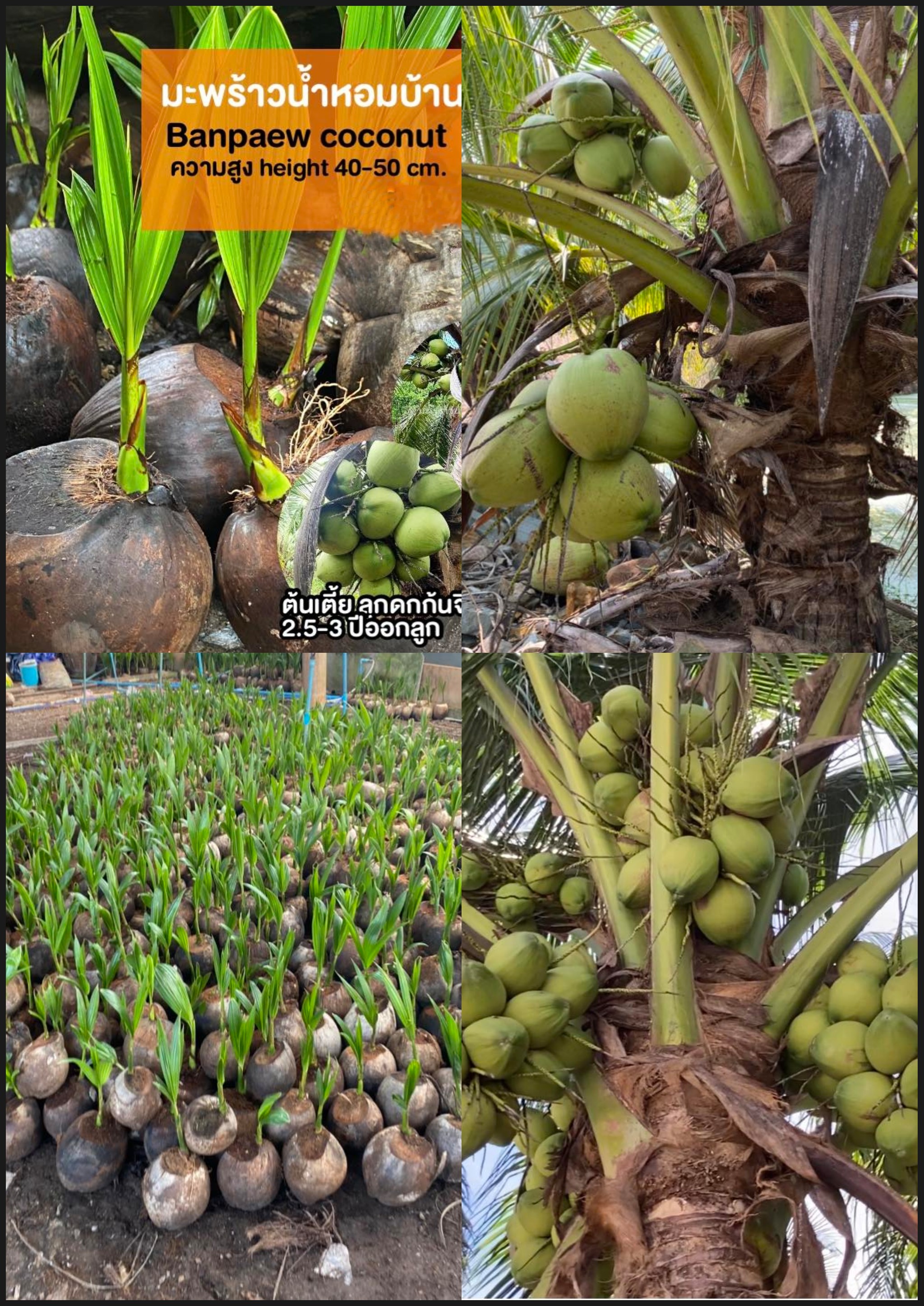 ต้นมะพร้าวน้ำหอมต้นเตี้ยบ้านแพ้ว มะพร้าวน้ำหอม ต้นเตี้ย บ้านแพ้ว Banphaeo Aromatic Coconut Banphaeo Dwarf Aromatic Coconut / eertnom