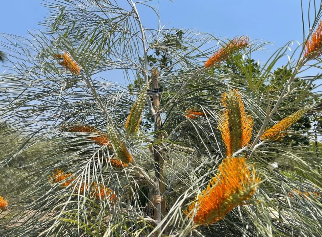 รบกวน สั่งซื้อ ผ่านไลน์ เท่านั้น (1ต้น) สูง 250cm ต้น สนเกรวิลเลีย Grevillea Bush Lemons yellow กรีวิเลีย บุช เลมอน ดอก สีเหลือง Sakphong