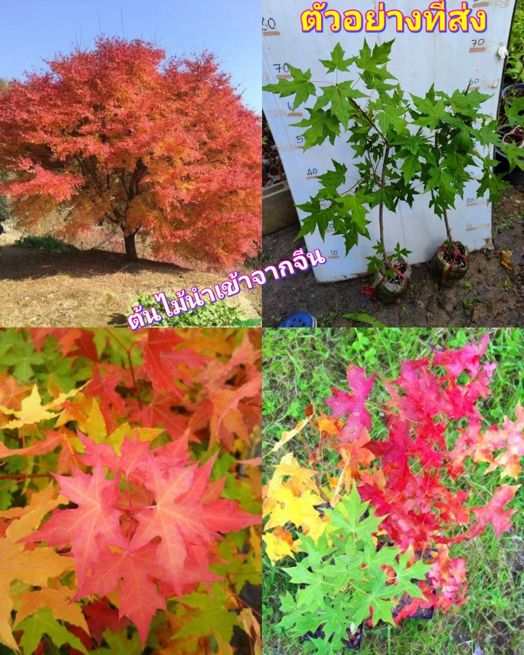 (1ต้น) ต้น เมเปิ้ลไก่ เมเปิ้ลห้าแฉก 五角枫 ต้นเมเปิ้ล maple tree / saranrak