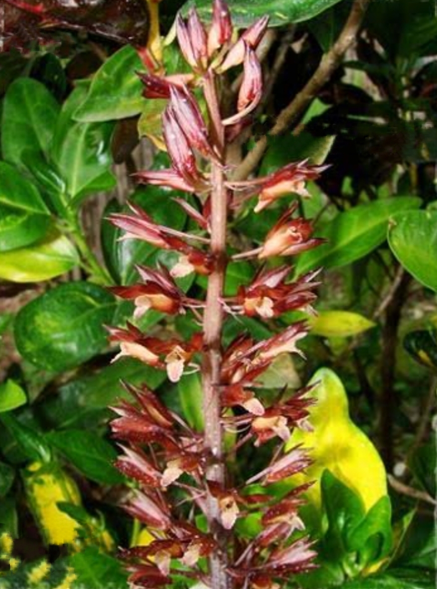 ว่านอึ่ง Eulophia macrobulbon / ahcta