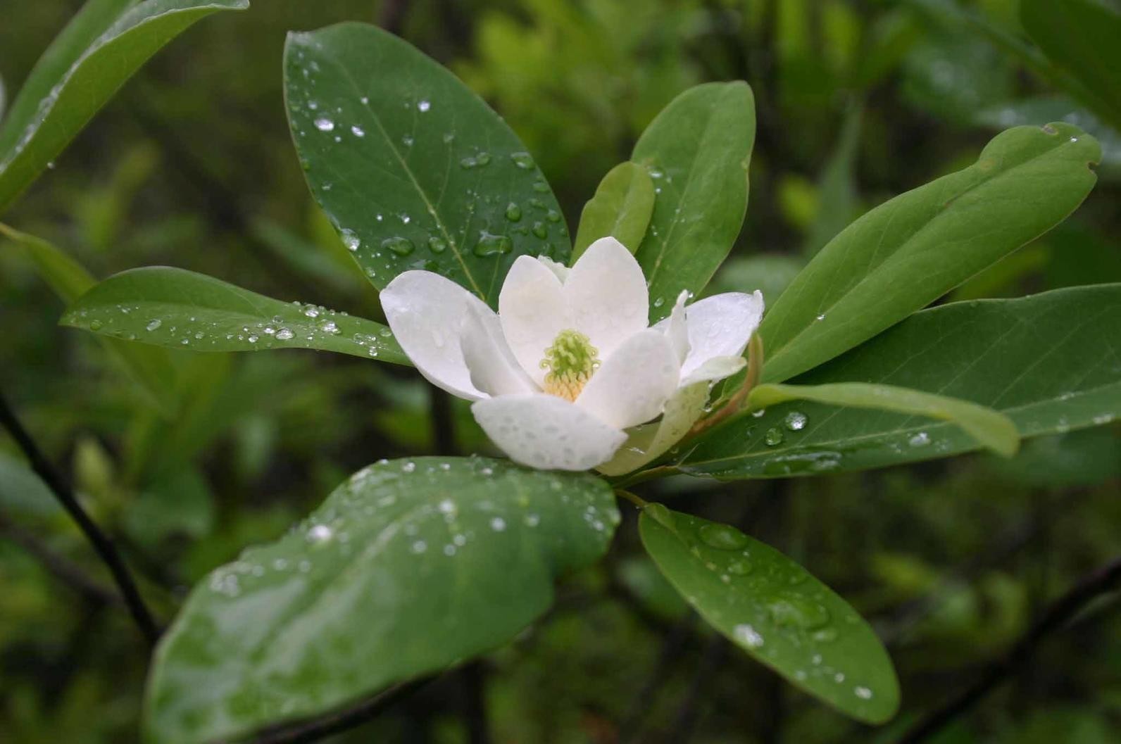 แมกโนเลียเวอร์จิเนียน่า Magnolia virginiana สวีทเบย์ แมกโนเลีย Sweetbay Magnolia / apahcin /nivan