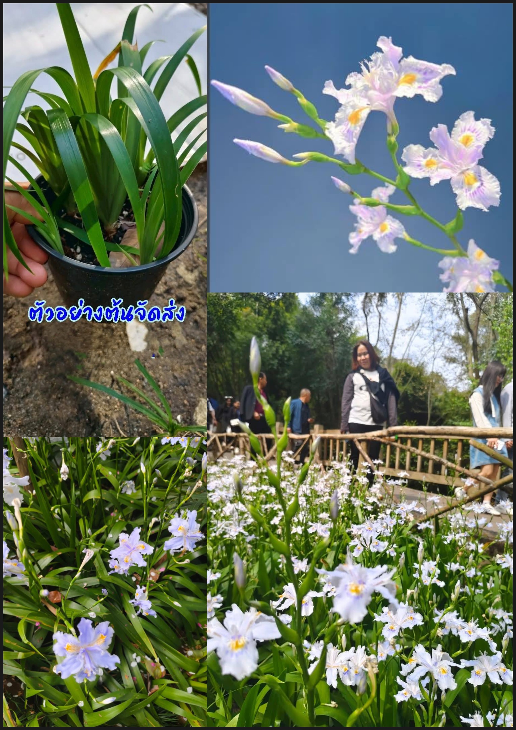 ต้นไอริสภูเขา ต้นไอริสยา ไอริสภูเขา ไอริสยา ต้นไอริส ภูเขา 扁竹兰 Iris confusa Sealy / klisnus