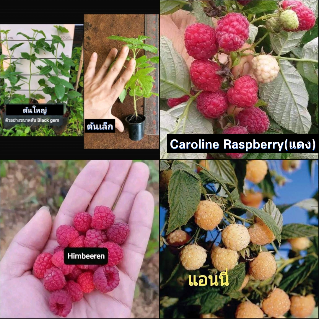 (1ต้น) มี4พันธุ์ให้เลือก ต้น แบล็คเบอร์รี ต้นแบล็คเบอรี่ ไร้หนาม black gem Gem Blackberry ราสเบอร์รี่ Caroline Anne crimson giant Black Gem Raspberry แอนนี่ / ณัฐจิรา