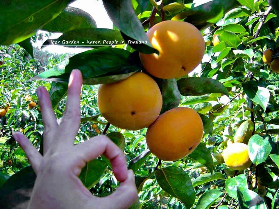 (1ต้น) ต้น พลับหวาน พันธุ์ ฟูยู่ ฟูยู ฟู่ยู่ Fuyu Persimmons plub ต้นพลับ ลูกพลับ พลับ หวาน พันธุ์แท้ 100% เสียบยอด / พิสุทธิ์