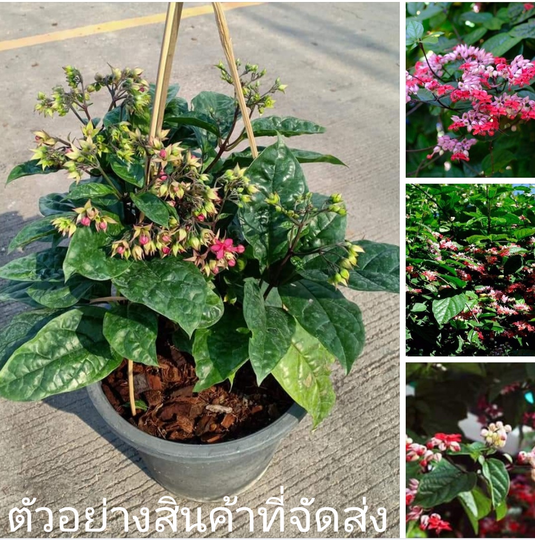 (ขาย ต้นพันธุ์) ต้น ดอก พวงนาค หรือ ดอกพวงแก้วแดง ภูษณิศา