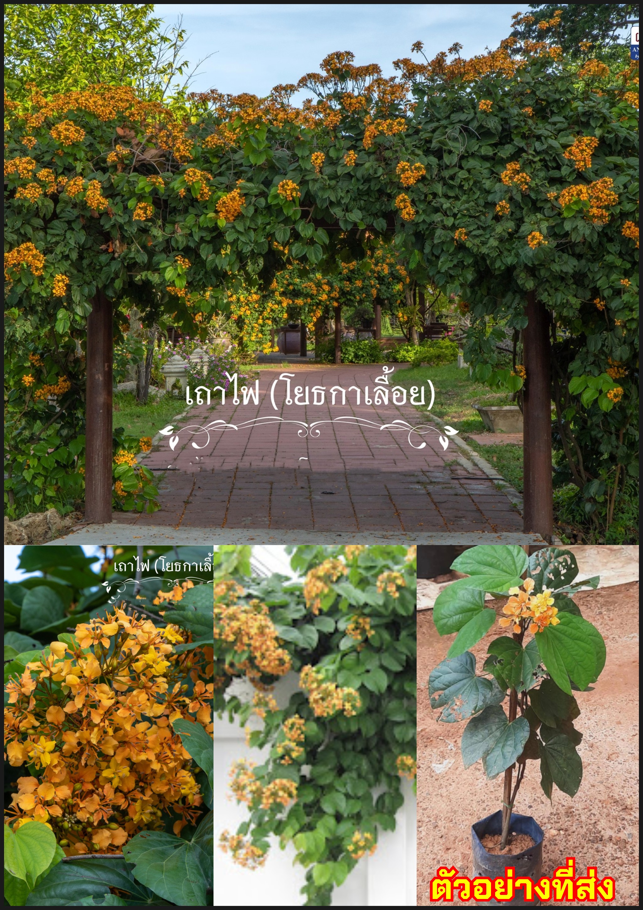 ต้นโยทะกาเลื้อย ระย้าย้อย หรือ เถาไฟ Bauhinia integrifolia Roxb. Phanera integrifolia Benth / eedwattan