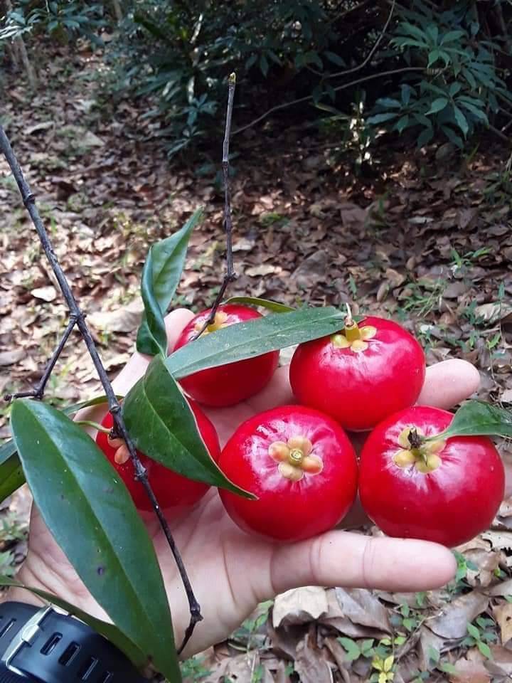 (1ต้น) ต้น มะแป๋ม มะดันแดง มะแปม มะแป๊ม ต้นมะดันแดง มะแปรม ชะมาง Garcinia / navin