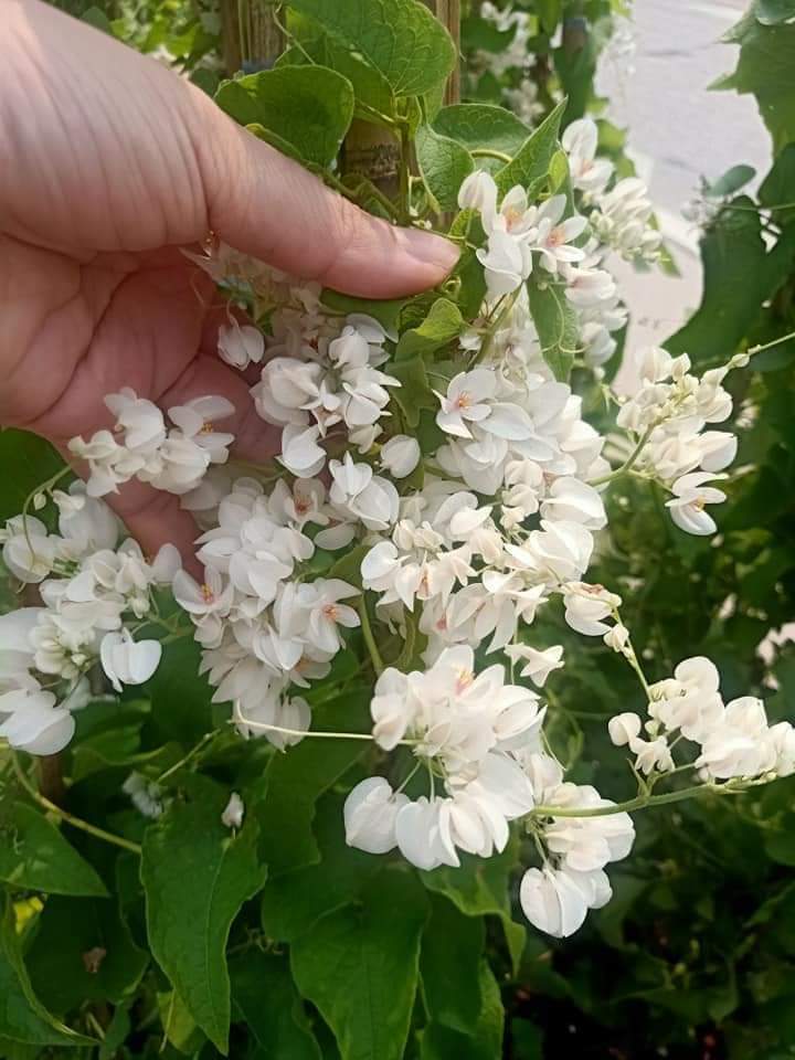 (ขาย ต้นพันธุ์) มี2สีให้เลือก ดอก ต้น ต้นพวงชมพูขาว และ ต้นพวงชมพู พวงชมพูขาว พวงชมพู fadel