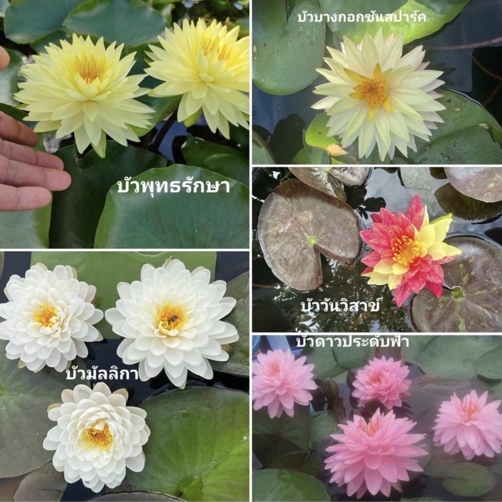 (เซต4ต้น4สี) ต้น บัววันวิสาข์ หรือ บัว 2สี บัวเงินไหลมา บัวบางกอกซันสปาร์ค บัววิมลรัตน์ บัวใบด่างสีเหลือง บัวใบด่างสีชมพู บัวเยลโล่ มอนสเตอร์ บัวบางกอกซันสปาร์ค บัวโคโลราต้า ฟ้า ชมพู ขาว บัวจักรพงษ์ บัวพุทธรักษา บัวมัลลิกา บัวดาวประดับฟ้า Lotus tree / Cha