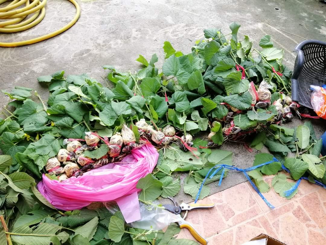 (1ต้น) ต้น องุ่น ต้นองุ่น แบบ กิ่งตอน และ แบบตอ Grapevine grape ไวท์มะละกา แบล็คโอปอร์ ไซมัสคัส ไวท์เฟรมซีดเรท รูดพอเรด บิวตี้ เฟลม คามีนัล คริมสัน ซีดเรท แรมโป้ rembo นิ้วแม่มด สการ์ล๊อตตาร์ ไวกิ้ง / Bunnapawong