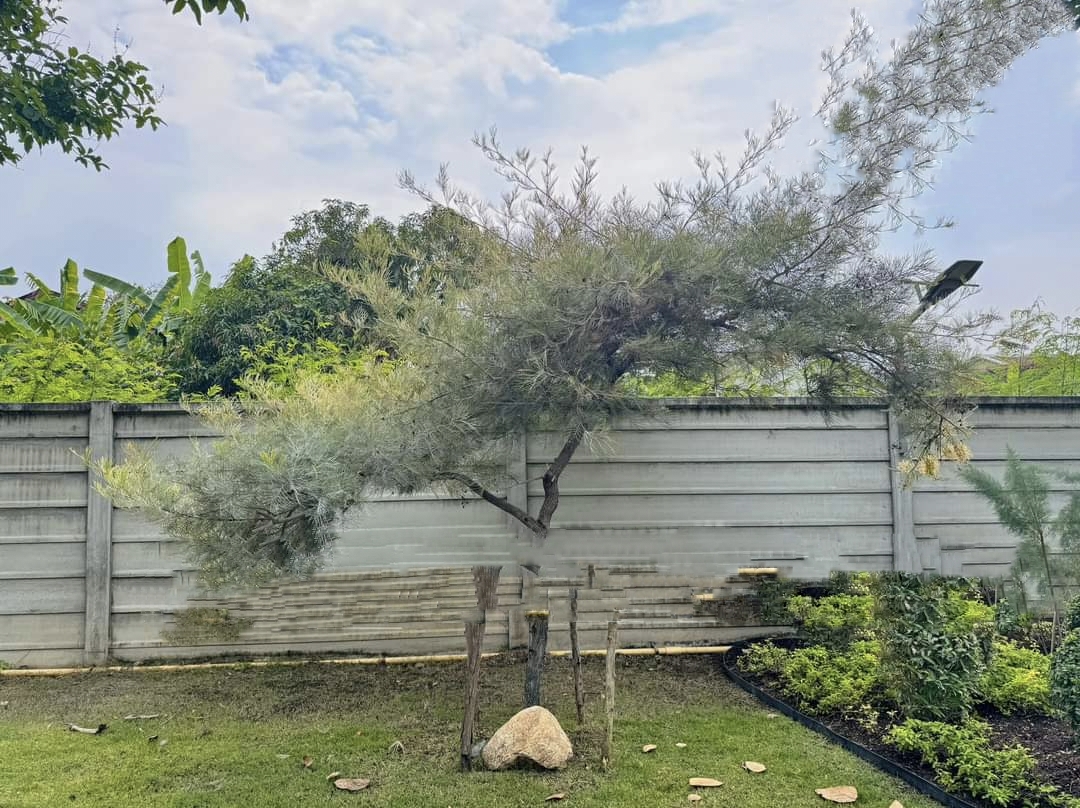 รบกวน สั่งซื้อ ผ่านไลน์ เท่านั้น (1ต้น) สูง 250cm ต้น สนเกรวิลเลีย Grevillea Bush Lemons yellow กรีวิเลีย บุช เลมอน ดอก สีเหลือง Sakphong