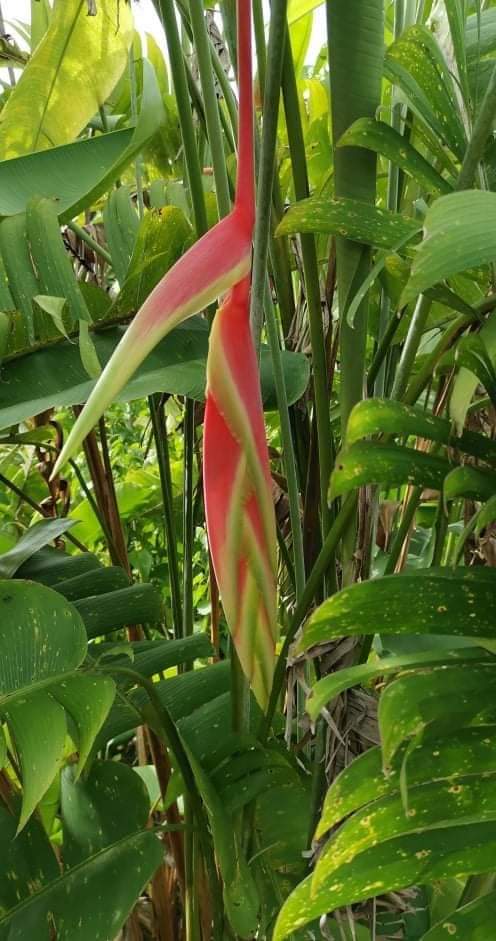(1หน่อ)(ขาย หน่อพันธุ์) ดอก ต้น หน่อ เหง้า sexy scarlet columbine sexy cat pale pink heliconia เฮลิโคเนีย เซ็กซี่ แคท Nokair