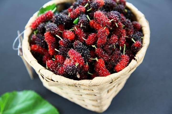 (9ขวด) น้ำลูกหม่อน สกัด 100% มัลเบอรี่ mulberry ตรา ลุงโจ บำรุงสุขภาพ