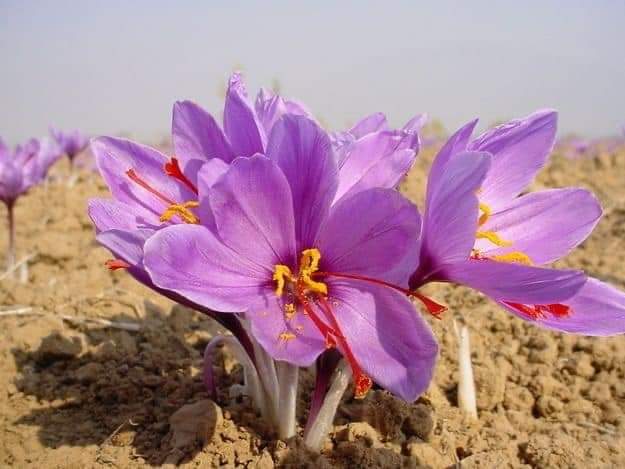 (1หัว) หญ้าฝรั่น หญ้า ฝรั่น ( ฝะหรั่น ) หรือเรียกว่า Saffron Crocus / ศรัณย์รักษ์