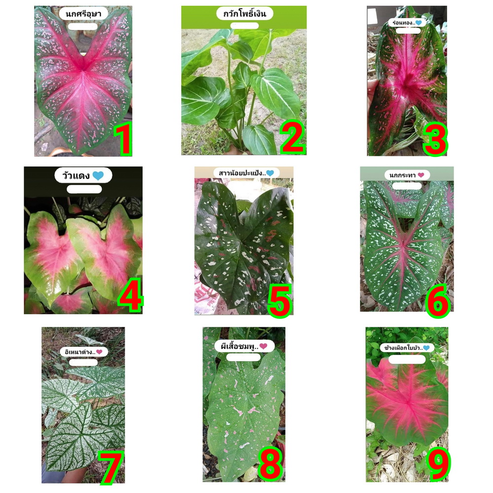 (สั่งขั้นต่ำ5หัว) (ขาย ต้นพันธุ์) ต้น ใบ บอนสี ใบสวยๆ ตรงปกแน่นอนจ้า.. บอน บอล สี วิรัช