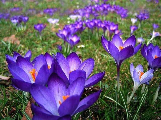 (1หัว) หญ้าฝรั่น หญ้า ฝรั่น ( ฝะหรั่น ) หรือเรียกว่า Saffron Crocus / ศรัณย์รักษ์