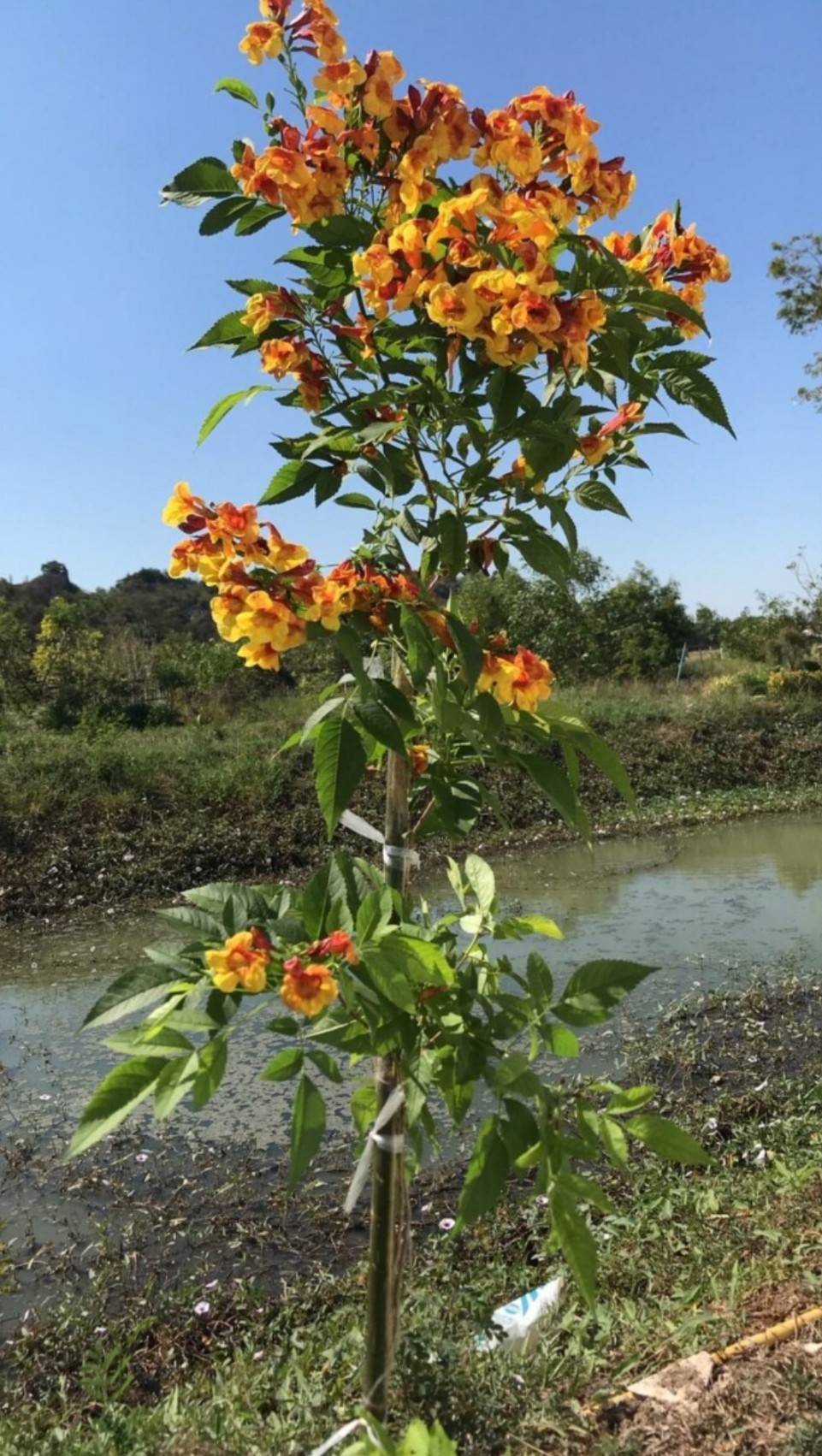 (2ต้น) ต้น ทองอุไรมิกกี้เมาส์ ทองอุไร ต้นทองอุไร มิกกี้เมาส์ happy