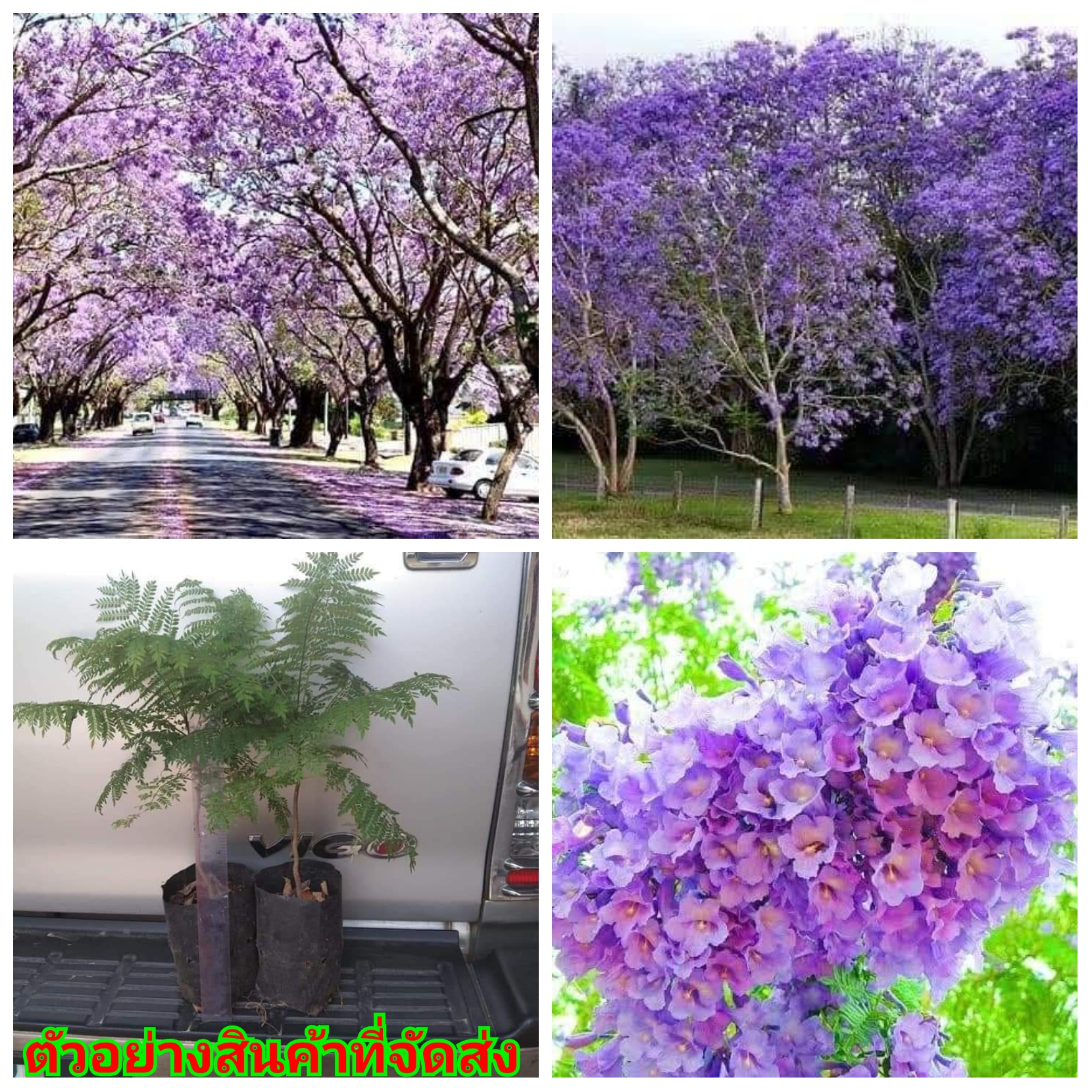 (ขาย ต้นพันธุ์) ต้น ดอก ศรีตรัง kanokwan