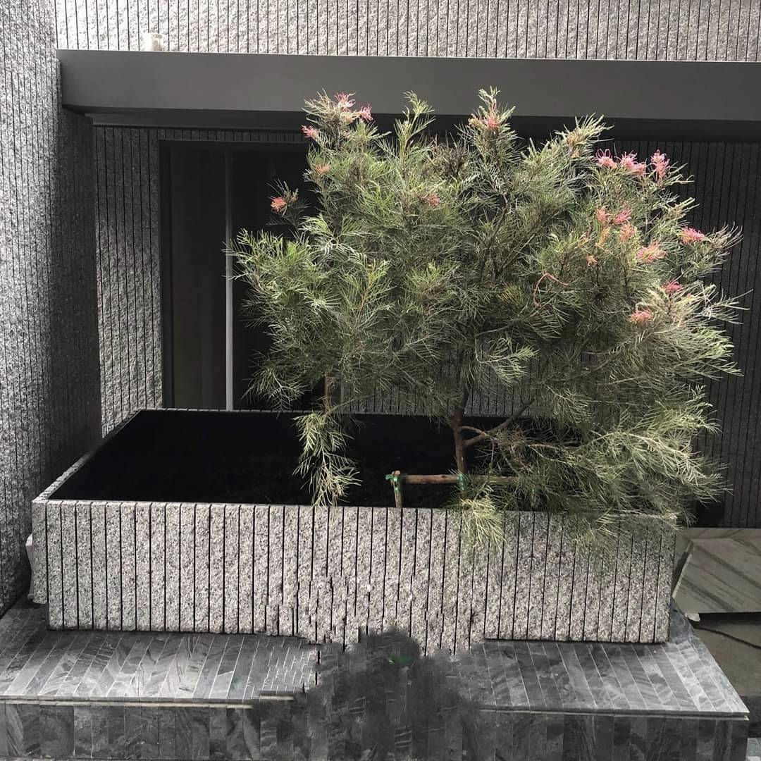 (1ต้น) สูง 80-100cm ตอนกิ่ง ตัน สนเกรวิลเลีย Grevillea Pink / fadel