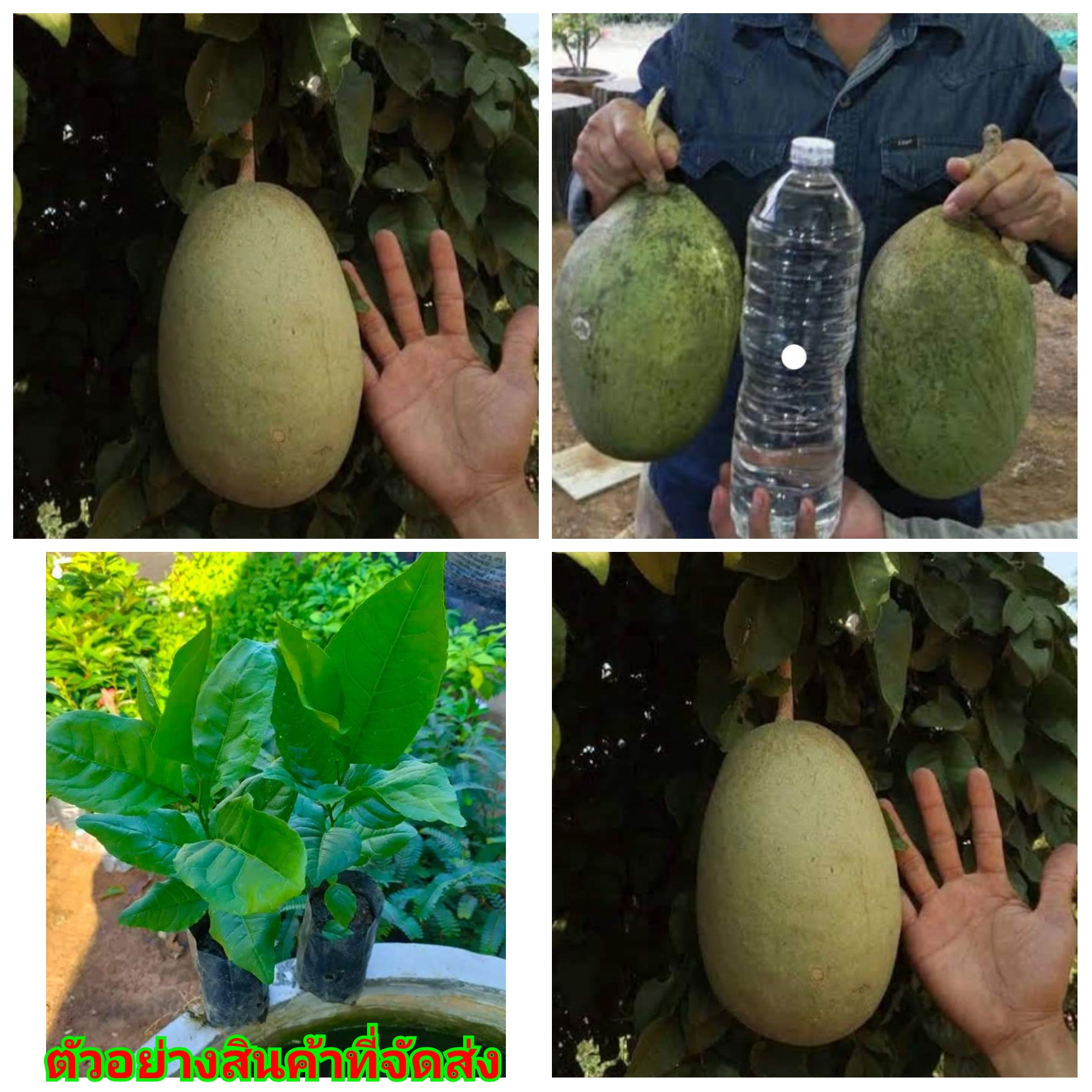 (2ต้น) (ขาย ต้นพันธุ์) ต้น มะตูม ยักษ์ เพิ่มทรัพย์ มะตูมยักษ์เพิ่มทรัพย์ นริศรา