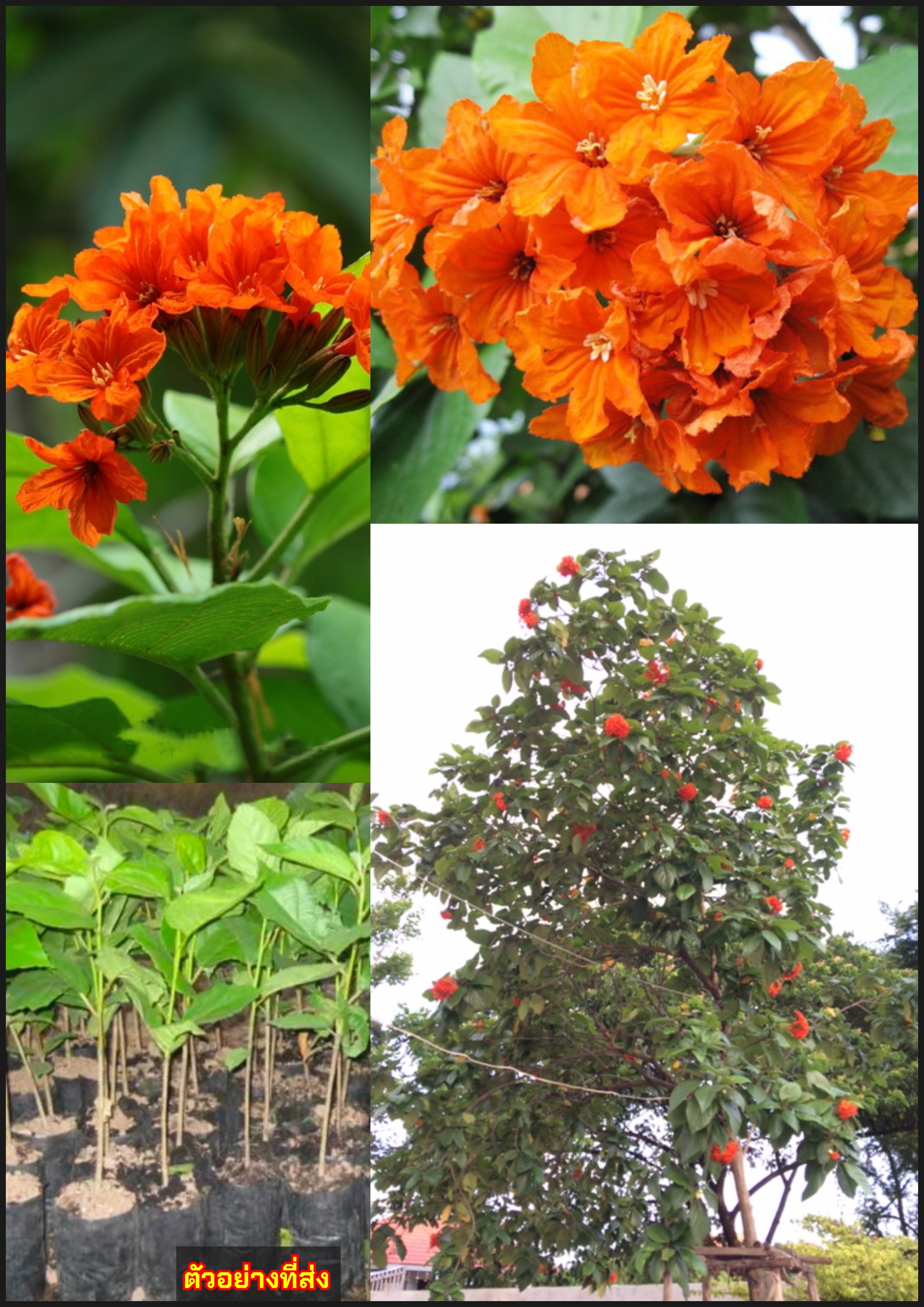 ต้นคอร์เดีย คอร์เดียแสด คอร์เดีย หมันแดง Cordia Geiger tree Cordia sebestena / eertnom