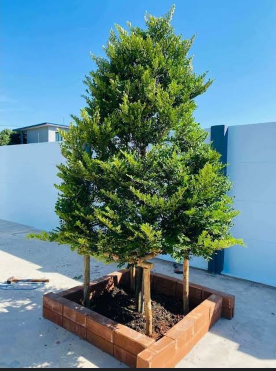สูง 60cm ต้นล่ำซำ ต้นหูหนู หรือ ต้นสั่งทำ Black Ebony tree / iamnahpahcin