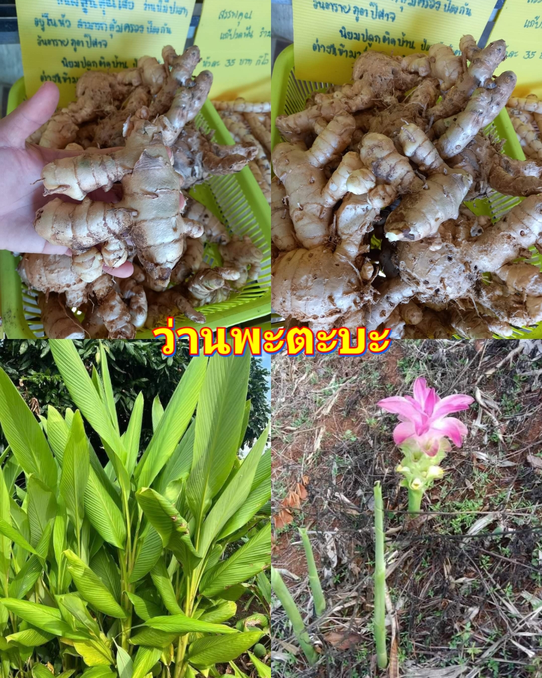 (รวมมี12รายการ) ว่านพะตะบะ ว่านไพลดำ ว่านไพลม่วง ว่านงูเห่า ว่านนะหน้าทอง ว่านดักแด้ ว่านปลาไหลม่วง ว่านดอกทองดินสอฤาษี ว่านเพชรกลับ ว่านชักมดลูกตัวเมีย เปราะหอม ว่านหอม ว่านเสน่ห์จันทร์หอม พญาว่าน ว่านดอกทอง ว่านมหาเสน่ห์ ดอกทองเขมร รากราคะ