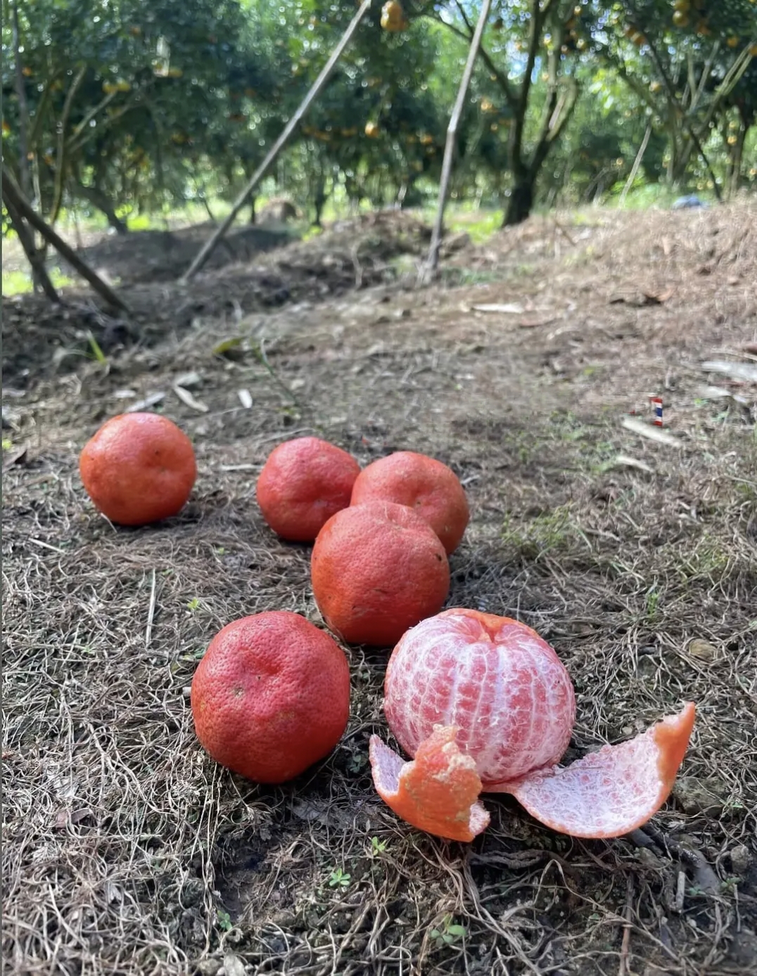 กิ่งตอน ส้มแดง ต้นส้มแดง Red sweet orange tree / tusip