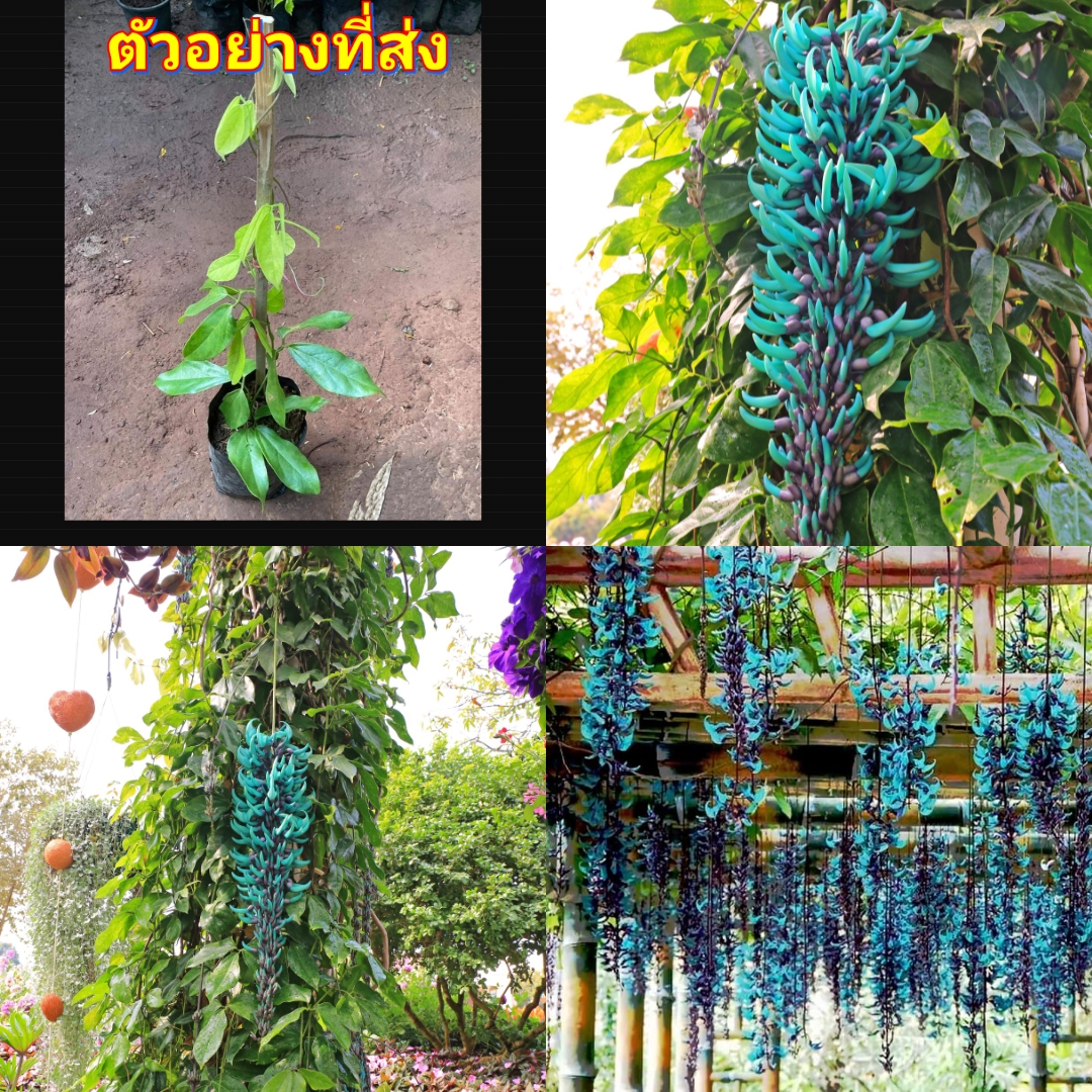 (1ต้น) ต้น พวงหยก ต้นพวงหยก ไม้เลื้อย นาวิน