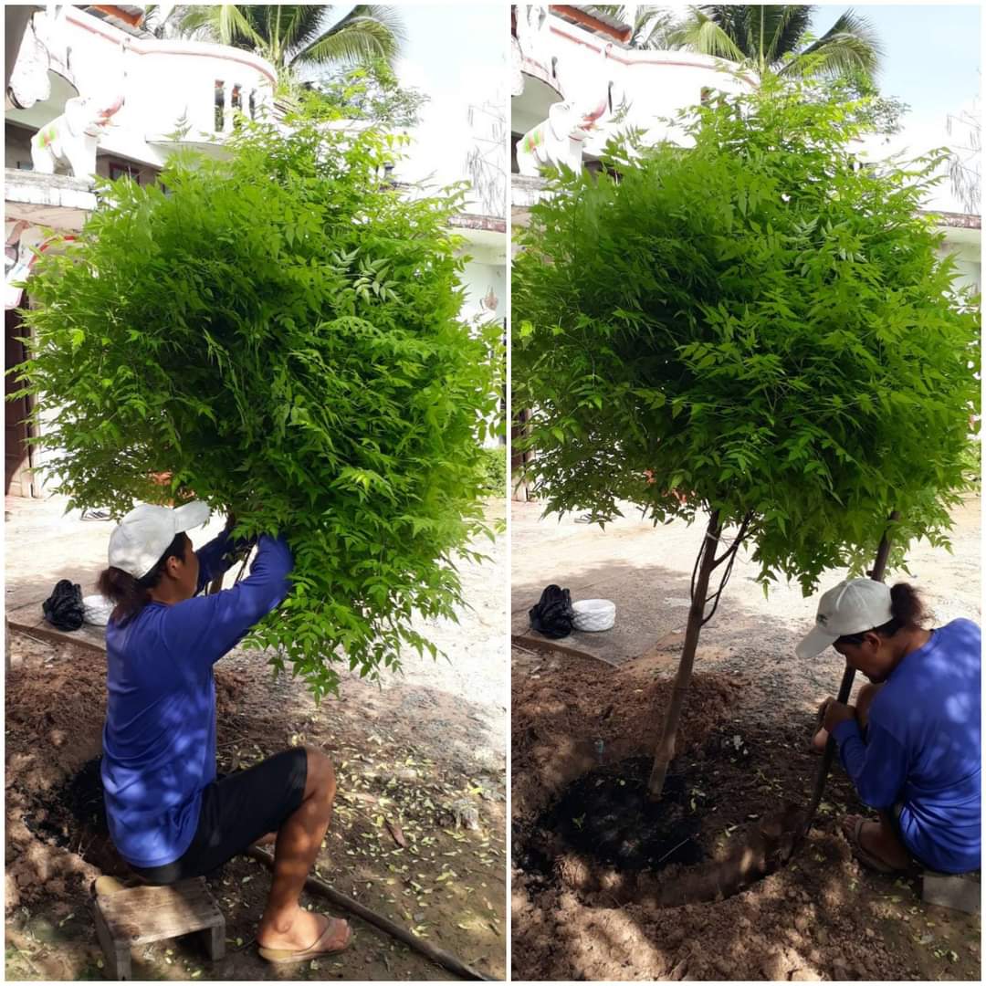 (1ต้น) ต้น เกษมณีสีทอง เมเปิ้ลเขียว เมเปิ้ลไทย Melia azedarach เลี่ยนทอง นารี เกรียน เฮี่ยน เลี่ยนดอกม่วง ลำเลี่ยน ลั้วะ โขวหนาย ขู่เลี่ยน ขู่เลี่ยนซู่ Bastard cedar, Bead tree Chaina tree Chinaball tree Persian lilac White cedar Melia azedarach L / Pongk