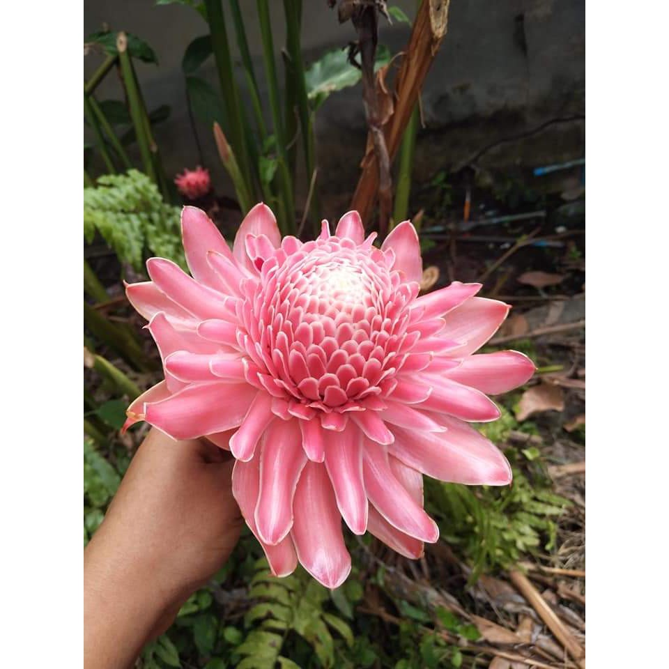 (1หน่อ) ดอก ต้น หน่อ เหง้า ดาหลา ดอกดาหลา ต้นดาหลา ดาหลากลีบดอกบัว ดาหลาดอกบัว ดาหลาถ้วย ดาหลากุหลาบ Torch ginger Rose of Siam สี แดง ชมพู ขาว