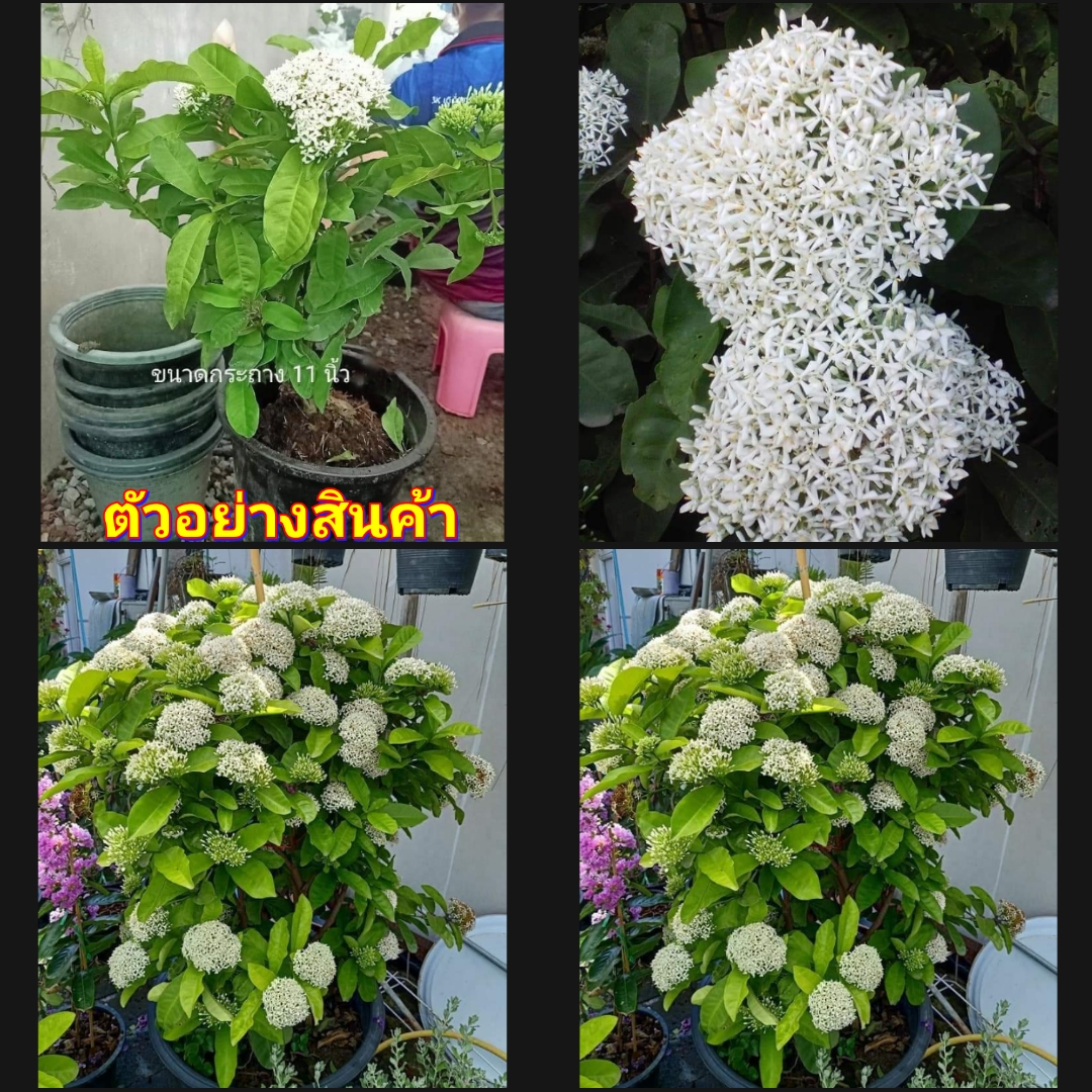 (1 ต้น ) ดอก ต้น เข็มหอม สีขาว สี ขาว เข็ม ต้นเข็ม ดอกเข็ม โบราณ เข็มพวงขาว เข็มขาว ต้นเข็มขาว สำเนา