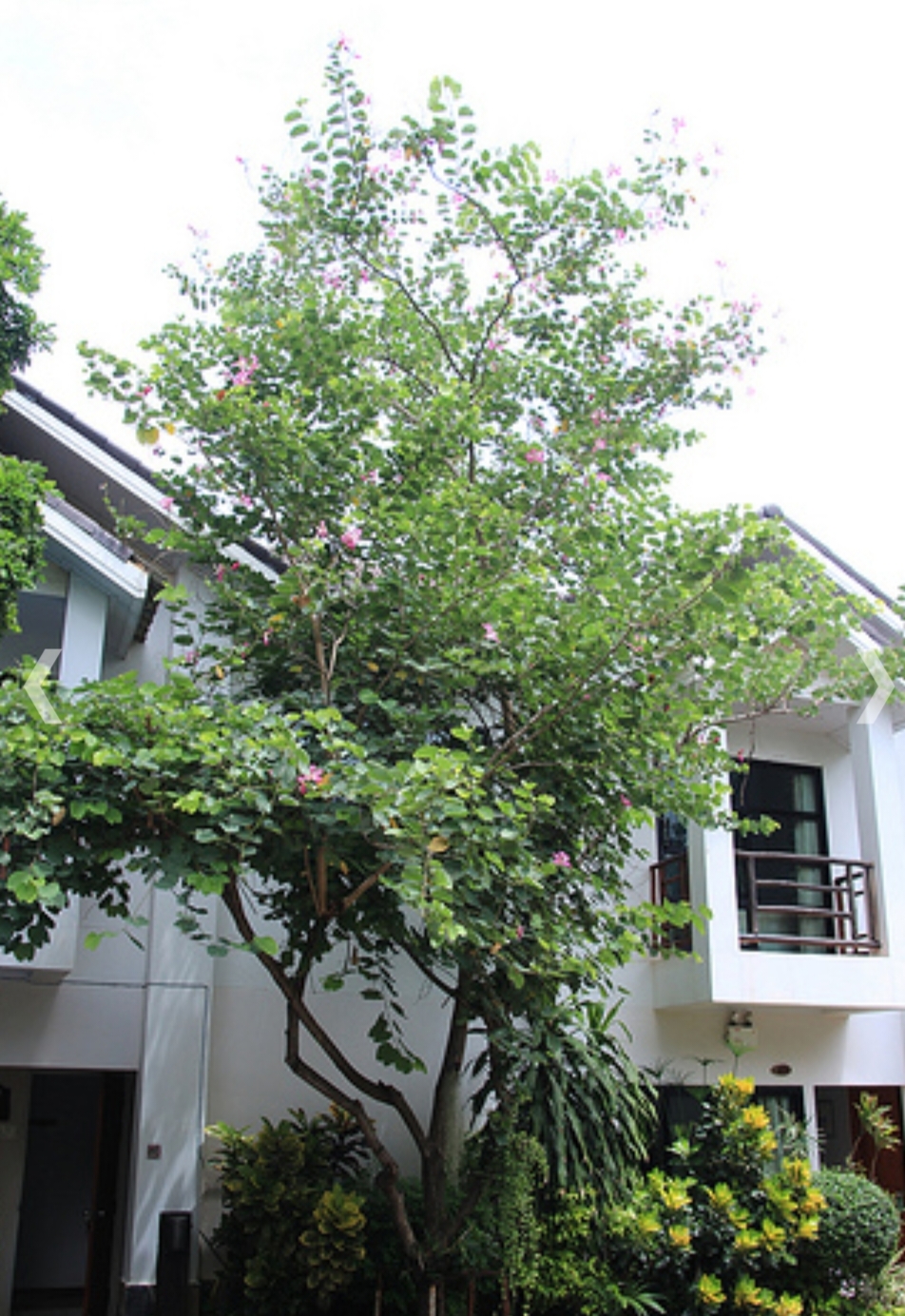 (1ต้น) ต้น ชงโคขาว ต้นชงโคขาว ชงโค ต้นชงโค สีขาว eedwattan/ t nivan