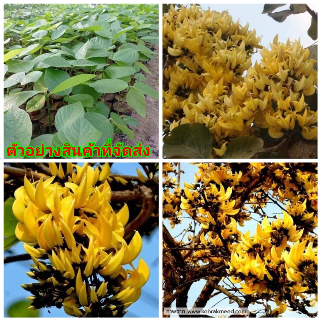 (1ต้น)(ขาย ต้นพันธุ์) ดอก ต้น ทองกวาว หรือ ดอกจาน สี เหลือง ต้นทองกวาว ต้นจาน Kanokwan