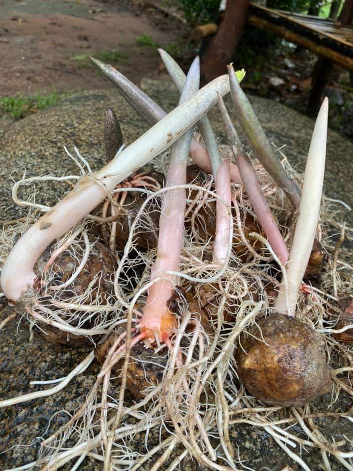 (1กก.)(ขาย หัวพันธุ์) หัว บุกใหญ่ บุกคางคก บุกเดีย หัวบุก ต้นบุก