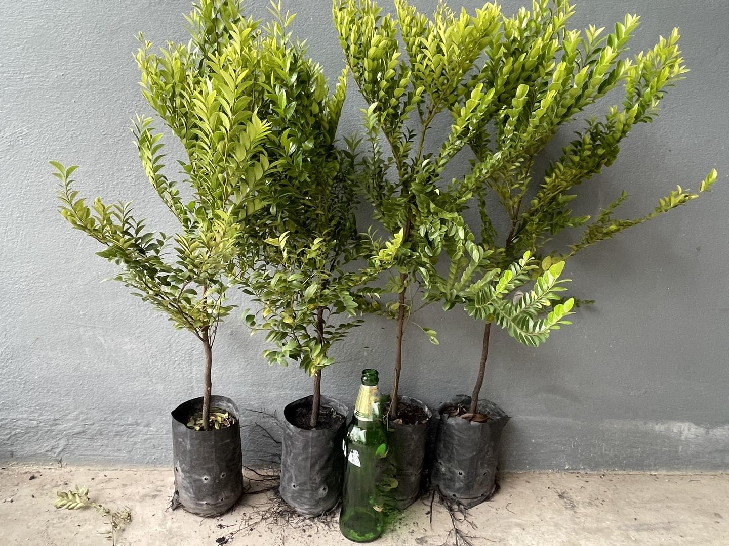 สูง 60cm ต้นล่ำซำ ต้นหูหนู หรือ ต้นสั่งทำ Black Ebony tree / iamnahpahcin