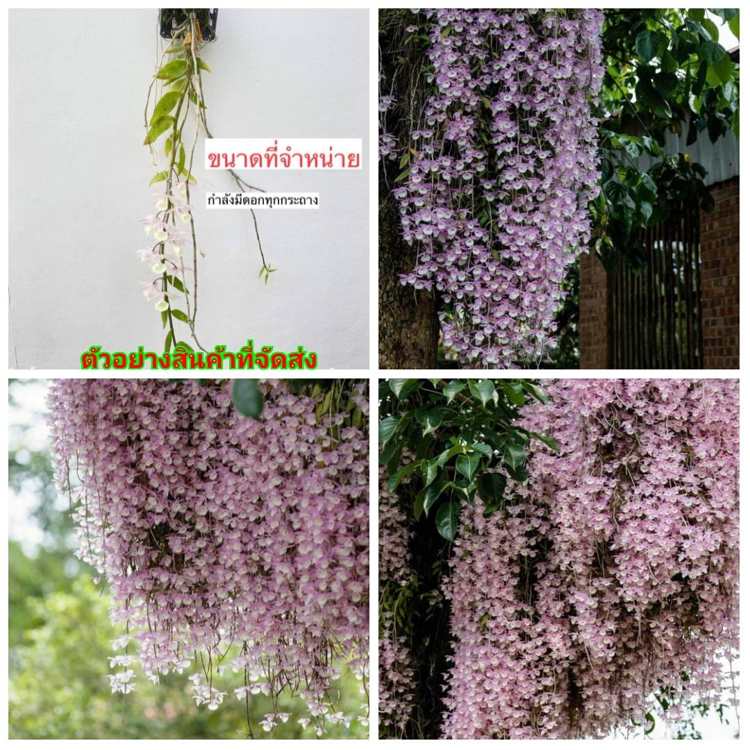 (ขายเป็นเซต3กระถาง (ขาย ต้นพันธุ์) ดอก ต้น เอื้องสายเชียงใหม่ เอื้องสาย เชียงใหม่ เอื้อง กล้วยไม้ orchidery