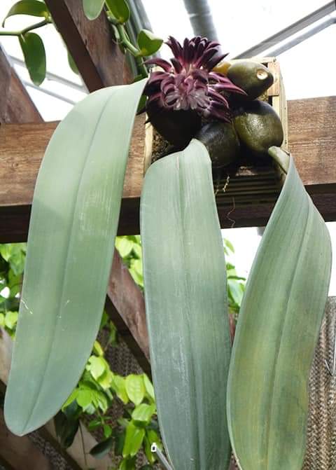 (1กอ)(ขาย ต้นพันธุ์) ดอก ต้น สิงโตฟาแลน ไม้ดึกดำบรรพ์ bulbophyllum phalaenopsis เอื้อง กล้วยไม้ orchidery