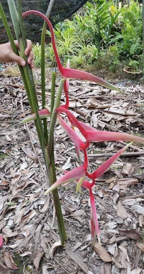 (1หน่อ)(ขาย หน่อพันธุ์) ดอก ต้น หน่อ เหง้า sexy scarlet columbine sexy cat pale pink heliconia เฮลิโคเนีย เซ็กซี่ แคท Nokair