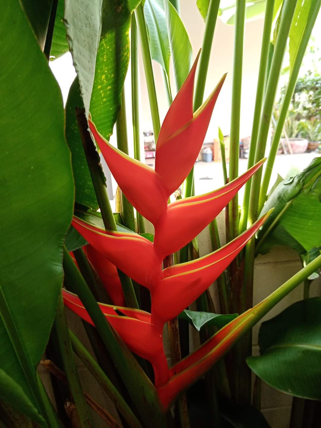 (1กอ) กอ ต้น เฮลิโคเนีย บิ๊กบัด สี แดง Heliconia stricta Huber Big Bud ก้ามปูแดงดอกใหญ่ เพอเพอเรีย Tinutda